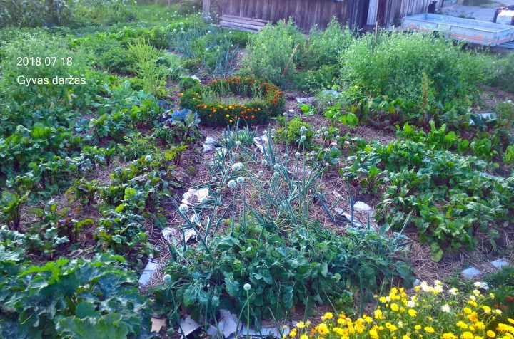 WP_20180718_20_44_12_Pro